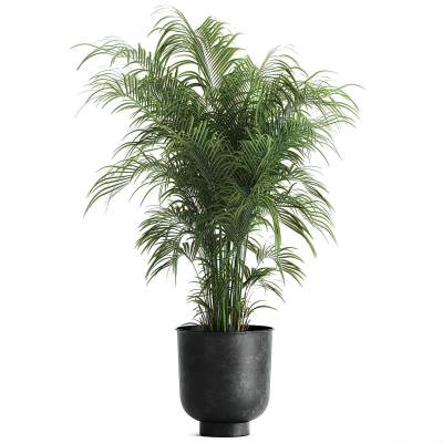 现代植物盆栽-10